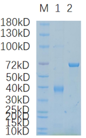 Lane 1: RSPO1-2612H; Lane 2: BSA